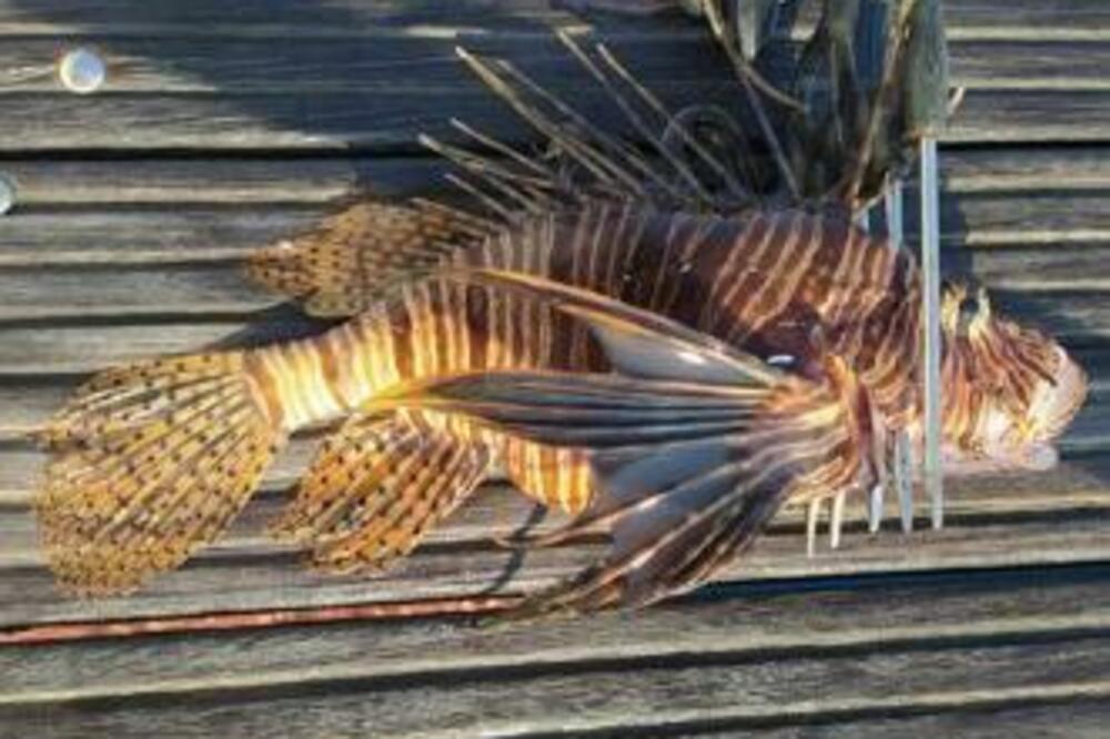 OVA "OZLOGLAŠENA" RIBA SA SLIKE JE PREPLAVILA JADRANSKO MORE: Sve BODLJE su im OTROVNE, INVAZIJA IH JE (FOTO)