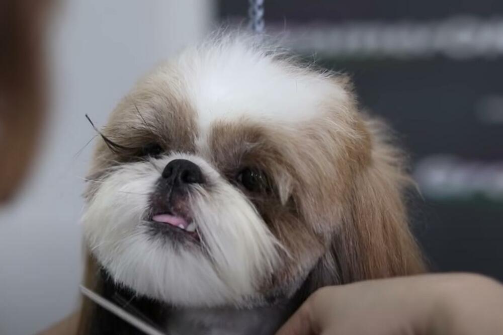 "GOSPOĐO, JA MORAM NEŠTO DA VAM KAŽEM": Srpkinja odvela prelepog ŠI-CUA na šišanje, a onda je usledio PRAVI ŠOK!