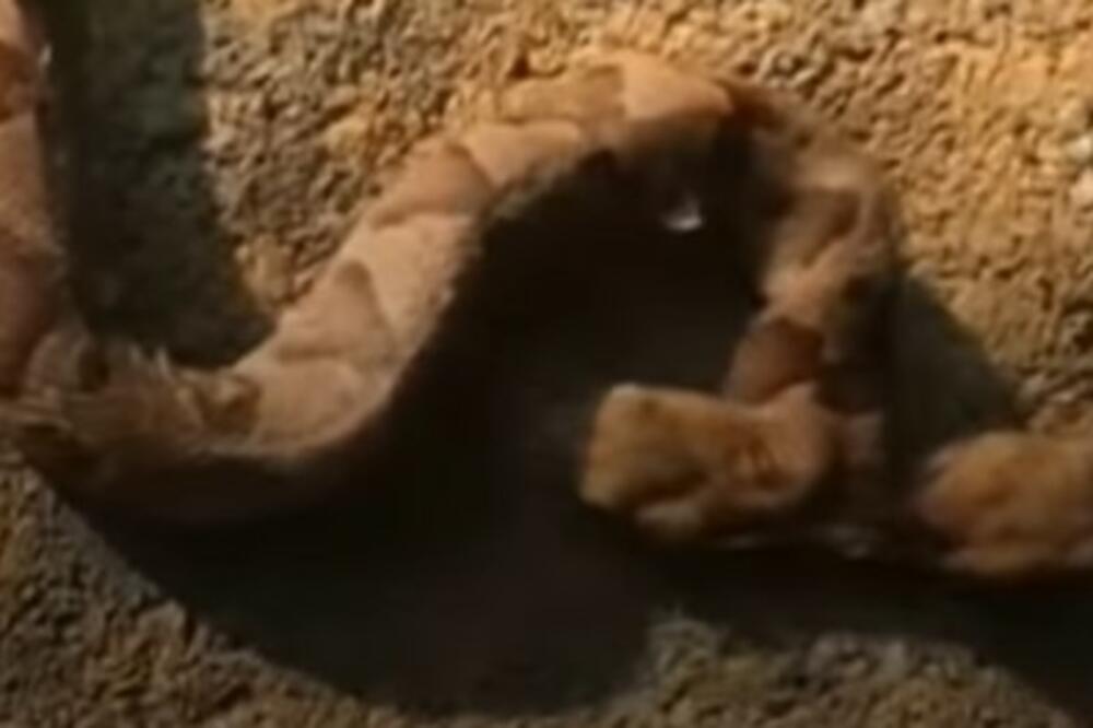 TREBALO DA SE IZLEGNU DVE ZMIJE, ALI JE IZAŠLO OVO ČUDO: Žena ZANEMELA, nije mogla da VERUJE SVOJIM OČIMA (VIDEO)