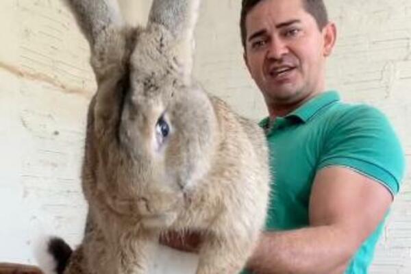 OVAKVOG LJUBIMCA DO SADA NISTE VIDELI: OGROMNO, loptasto STVORENJE od 10 kilograma, IZNEVEROVAĆETE KOLIKI JE