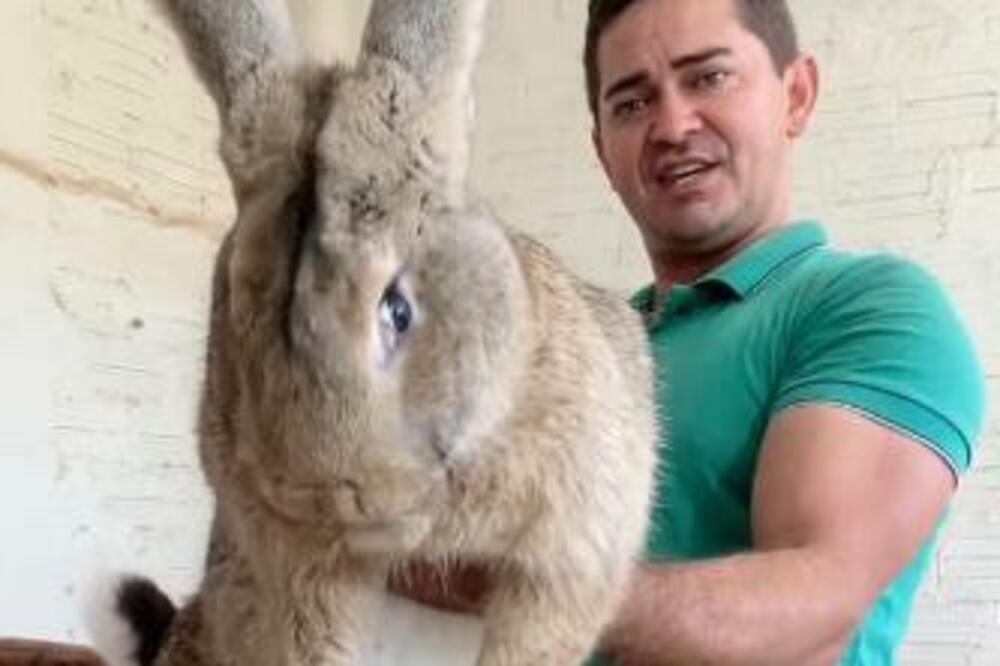 OVAKVOG LJUBIMCA DO SADA NISTE VIDELI: OGROMNO, loptasto STVORENJE od 10 kilograma, IZNEVEROVAĆETE KOLIKI JE