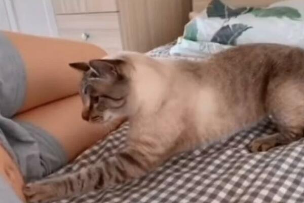 MAČKA JE SHVATILA DA JOJ JE VLASNICA TRUDNA, PA URADILA NEŠTO NEVEROVATNO: Prišla je i šapom dodirnula stomak, a...