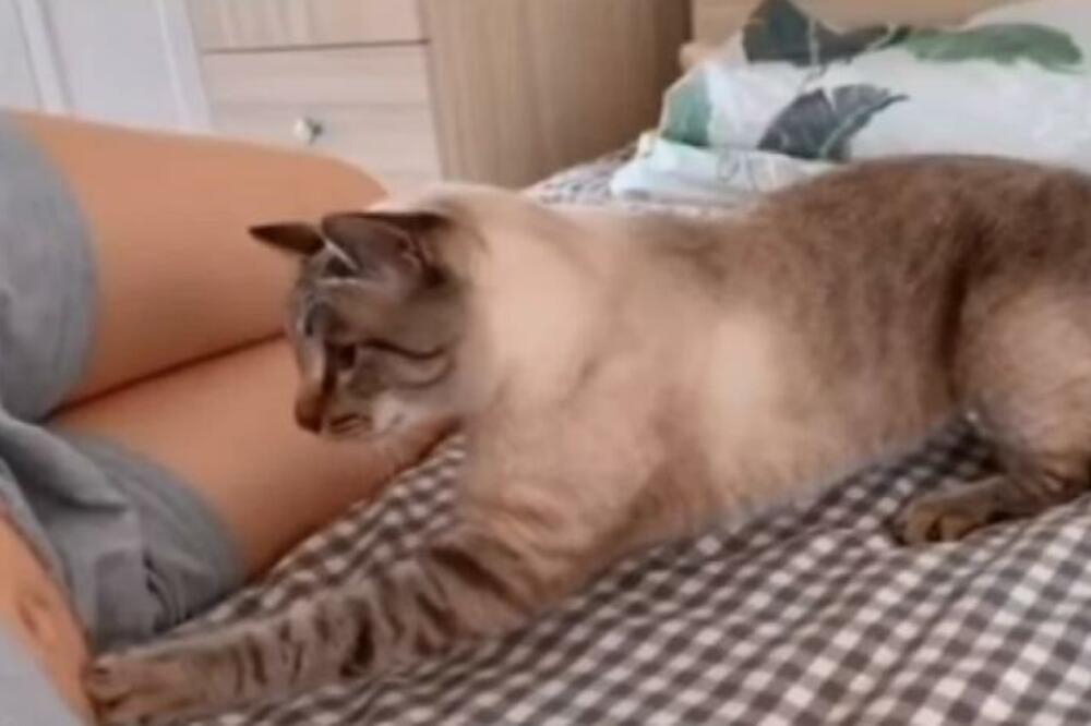 MAČKA JE SHVATILA DA JOJ JE VLASNICA TRUDNA, PA URADILA NEŠTO NEVEROVATNO: Prišla je i šapom dodirnula stomak, a...