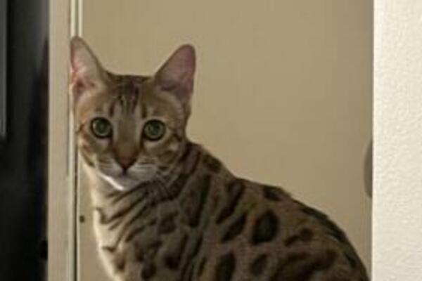 VLASNICA IZGUBILA MAČKU NA AERODROMU: Posle 24 SATA usledile su VESTI koje su rasplakale JAVNOST, gledajte SAMO