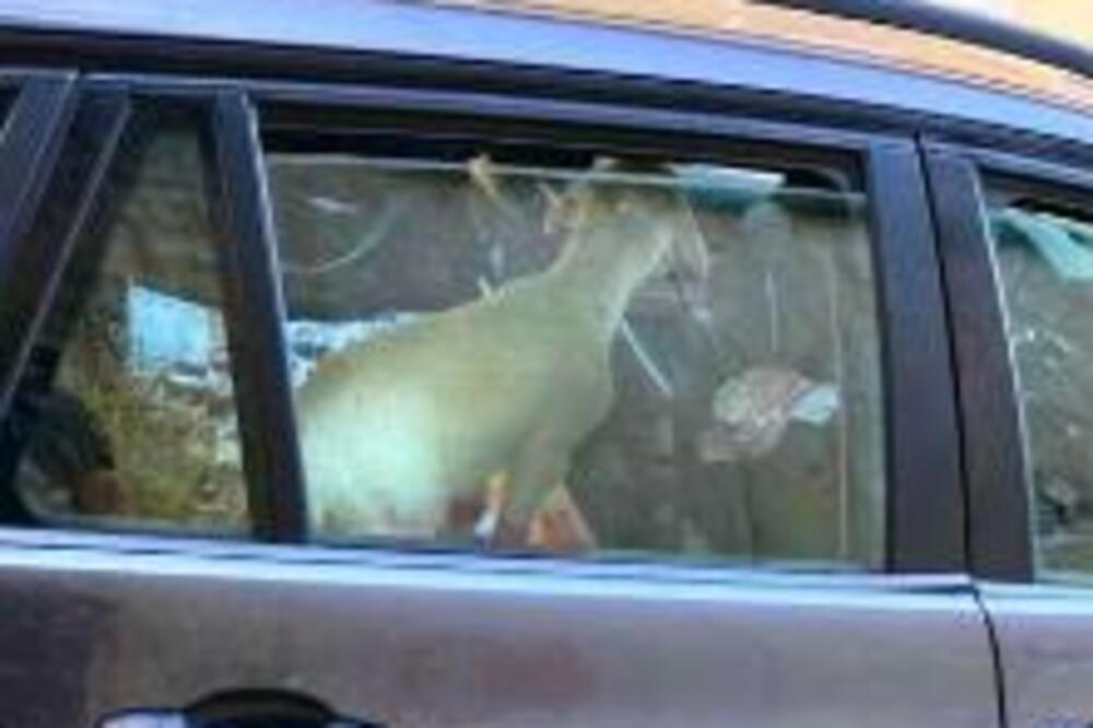 ČULI DA NEKO BLEJI, PRIŠLI AUTU I U NEVERICI GLEDALI: Krevetić, ćebe i ONO u sredini, reagovala i POLICIJA