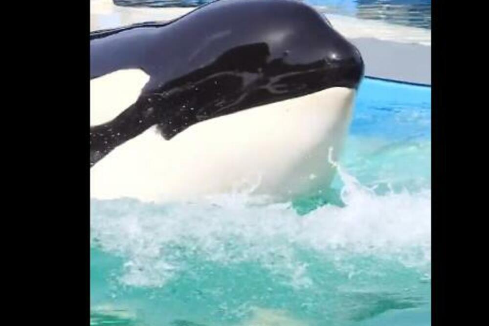 UGINULA JEDNA OD NASTARIJIH ORKI U 57. GODINI: Lolita nije doživela vraćanje u okean (VIDEO)