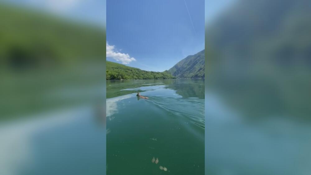 Srndać preplivao jezero