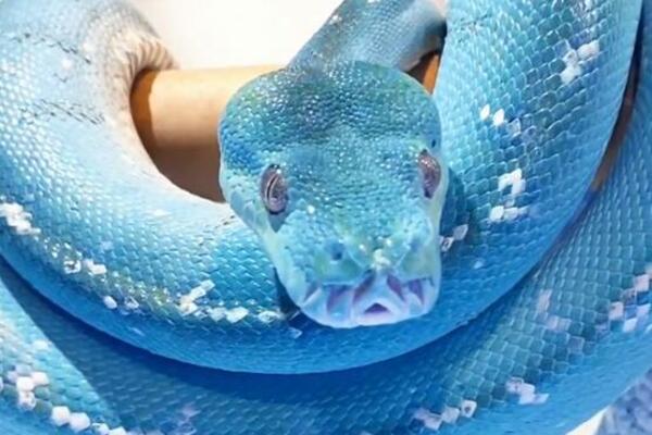 IZGLED OVOG PITONA ŠOKIRAO JE LJUDE: Svi gledaju u boju njegove KOŽE, ako mislite da je MONTAŽA, VARATE SE (VIDEO)