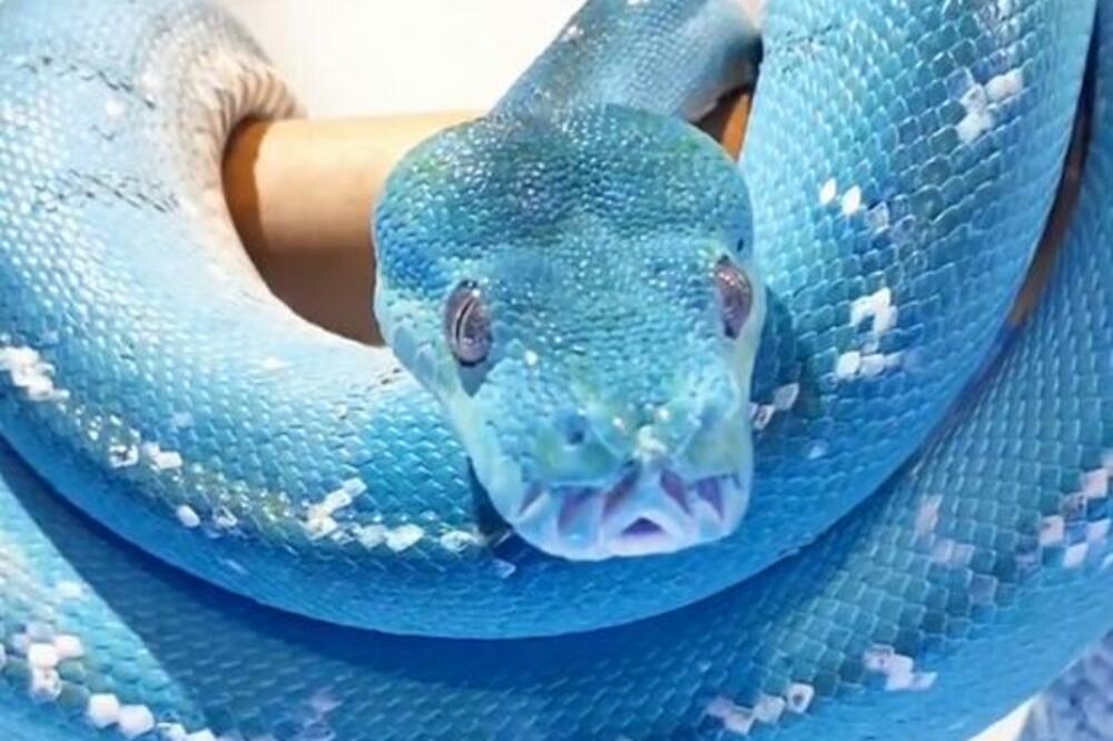 IZGLED OVOG PITONA ŠOKIRAO JE LJUDE: Svi gledaju u boju njegove KOŽE, ako mislite da je MONTAŽA, VARATE SE (VIDEO)