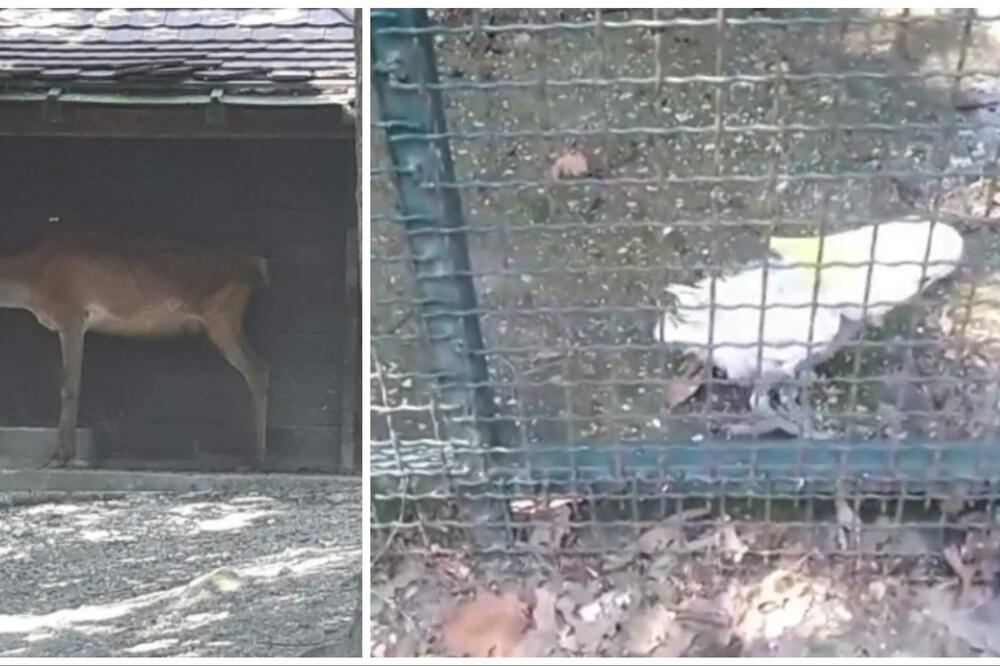 OBAVLJEN VANREDNI NADZOR U ZOO VRTU U BORU NAKON UZNEMIRUJUĆIH FOTOGRAFIJA! Evo šta je zatečeno (FOTO)