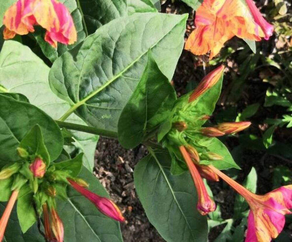 Biljka, Cvet, Cveće, Biljke