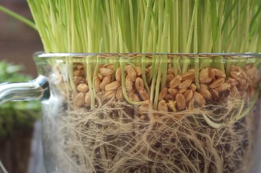 UZ OVAJ TRIK ĆE VAM CVEĆE RASTI KAO LUDO: Caka je u 1 JEDNOSTAVNOM sastojku koji SVAKA kuća IMA (VIDEO)