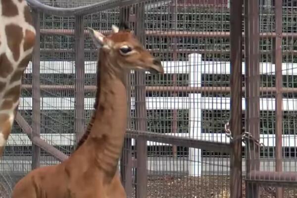 OVO SVET JOŠ NIJE VIDEO, ROĐENA PRVA JEDNOBOJNA ŽIRAFA: Razoružava i najtvrđa srca, PRESLATKA JE (VIDEO)