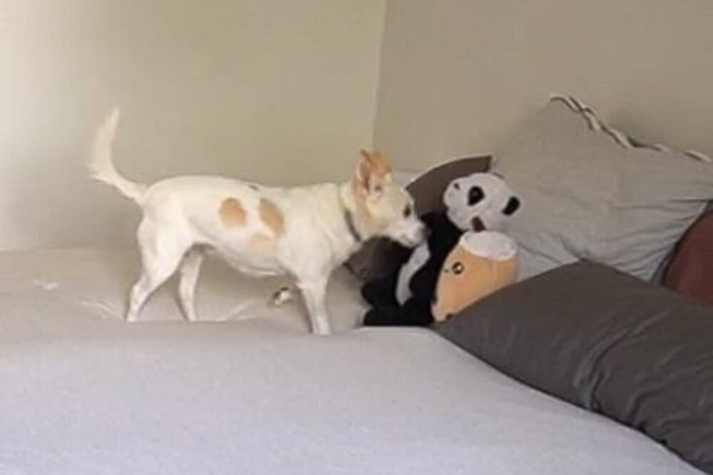 VLASNIK JE OTIŠAO NA POSAO I OSTAVIO UPALJENU KAMERU U KUĆI: Ono što je zatekao na SNIMKU istopiće vam SRCA (VIDEO)