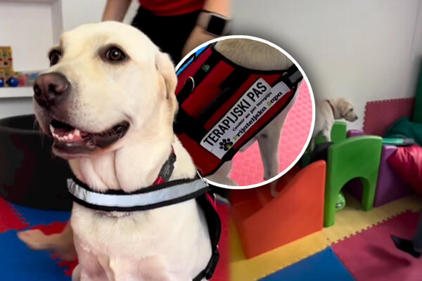 ONI SU NAJBOLJI PRIJATELJI DECI SA SMETNJAMA U RAZVOJU: Evo kako im pomažu i kako izgleda dan u njihovom RAJU