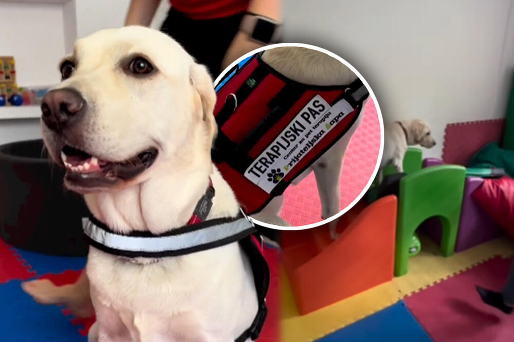 ONI SU NAJBOLJI PRIJATELJI DECI SA SMETNJAMA U RAZVOJU: Evo kako im pomažu i kako izgleda dan u njihovom RAJU