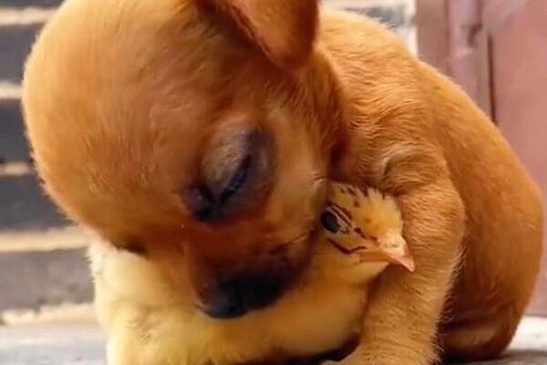 SNIMAK SA TIK TOKA ZBOG KOG NEĆETE SKIDATI OSMEH SA LICA: Ostavili dve životinje zajedno, a one URADILE ovo (VIDEO)