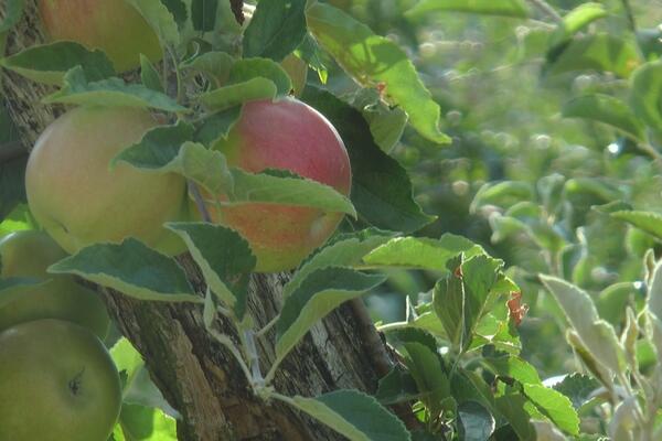 Čudo neviđeno u selima oko Niša: Još malo kraj oktobra, a procvetala jabuka! Evo šta kažu meštani