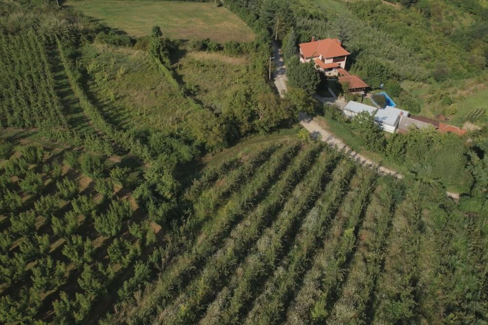 Pola kilograma ovog voća košta do 9.000 evra: Mi ih bacamo, a oni ih koriste kao lek, možete da zaradite masne pare