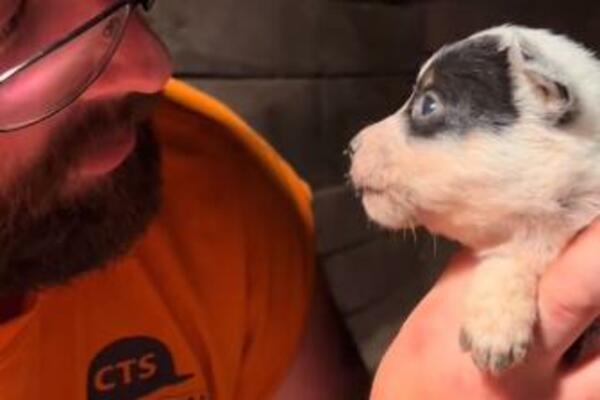 OVO JE NEŠTO NAJSLAĐE ŠTO ĆETE DANAS VIDETI: Preslatko štene "razgovara" sa svojim vlasnikom (VIDEO)