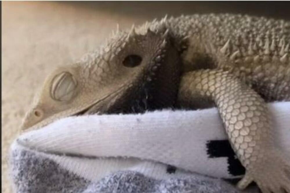 OVO JE DEFINITIVNO LJUBAVNA PRIČA GODINE: Pogledajte ko je ukrao srce ovog PRESLATKOG ZMAJA