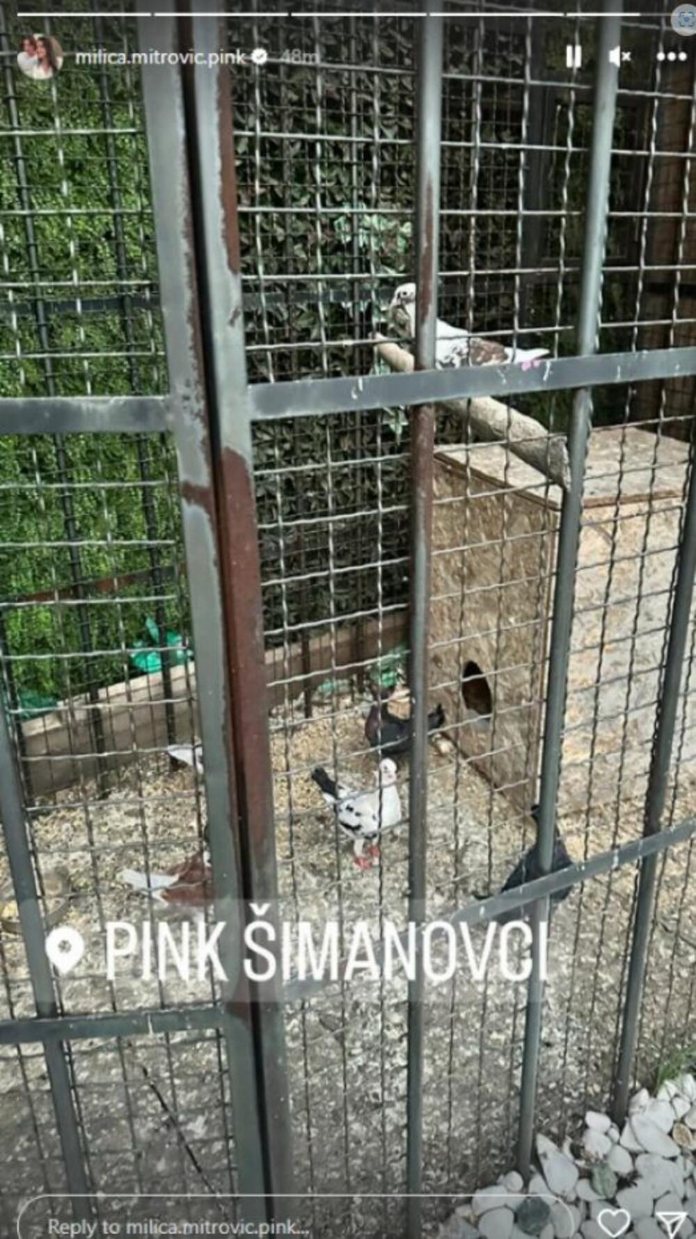 Objava Milice Mitrović