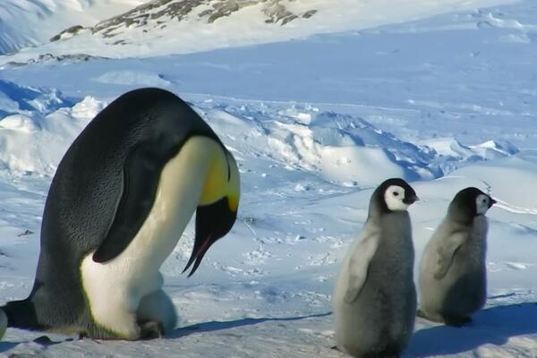 VELIKA TUGA, JADNE ŽIVOTINJE: Na Antarktiku zbog otapanja leda uginulo do 10 HILJADA PINGVINA