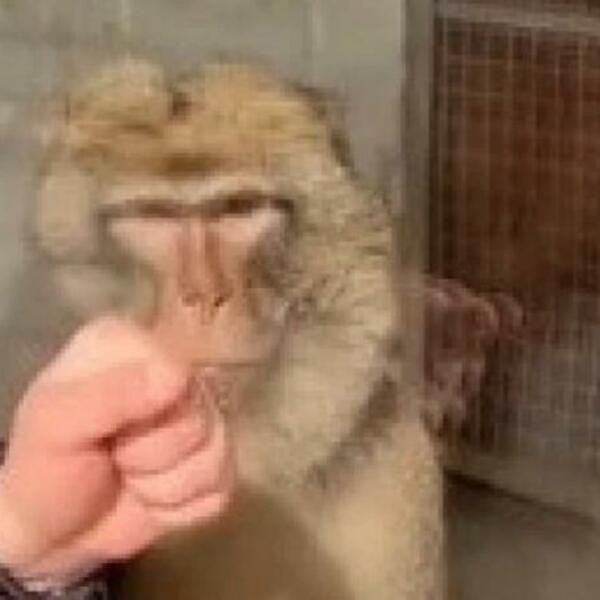 HTEO JE DA ISPROVOCIRA MAJMUNA U KAVEZU, ALI NJEGOVA REAKCIJA GA JE ZATEKLA: Gledajte samo kako mu je UZVRATIO