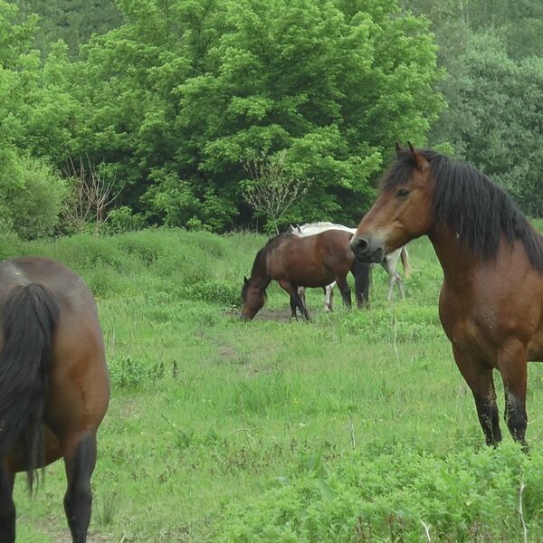 (VIDEO) TEŠKE SCENE NA TREBEVIĆU: Divlji konj jede hranu iz SMEĆA PORED KONTEJNERA!