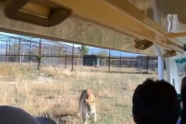 LAVICA SE ZALETELA NA GRUPU TURISTA U AFRICI PA UŠLA U AUTOMOBIL: Ljudi prvo nepomično gledali, aonda...(VIDEO)