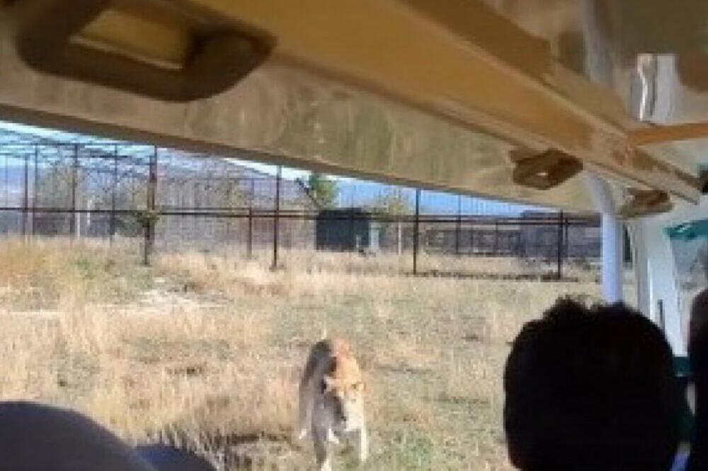 LAVICA SE ZALETELA NA GRUPU TURISTA U AFRICI PA UŠLA U AUTOMOBIL: Ljudi prvo nepomično gledali, aonda...(VIDEO)