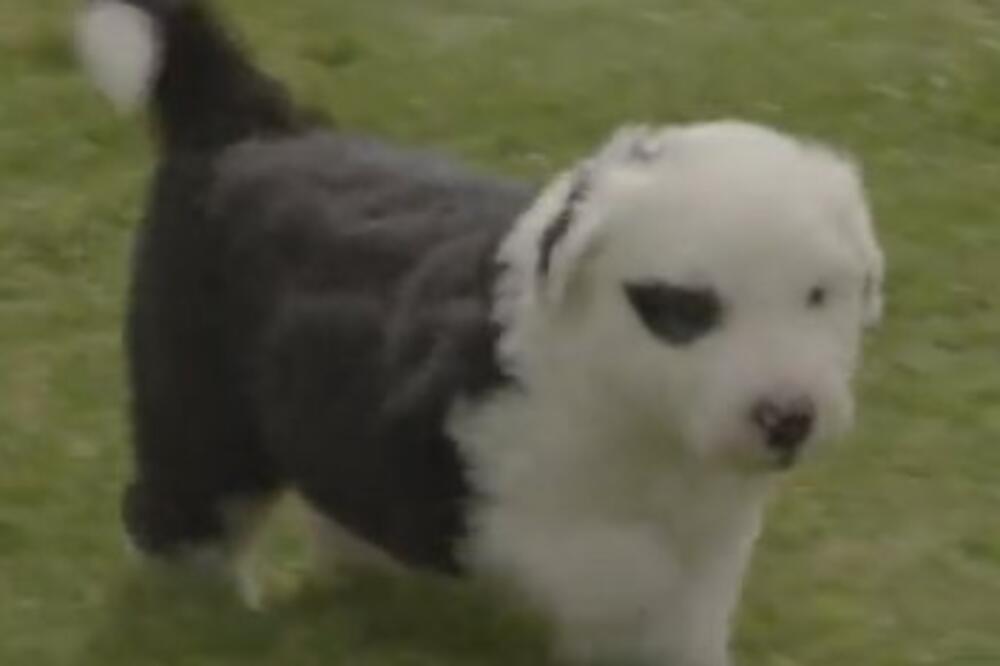 NAJSLAĐA PRIČA KOJA ĆE VAM ULEPŠATI DAN: Čuvena mama Olivija na svet donela sedam beba, SRCE ĆE VAM SE RASTOPITI