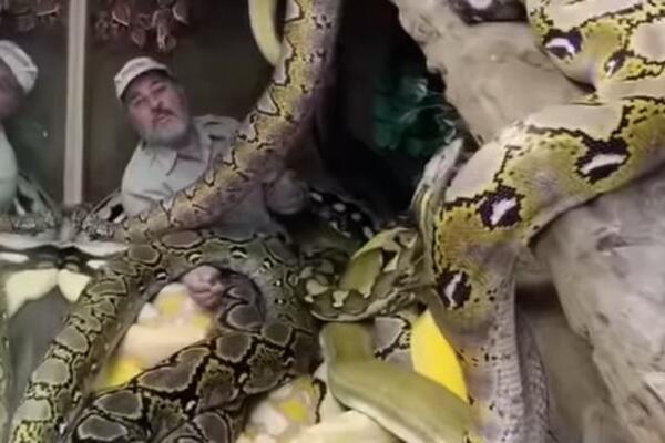 OVAJ ČOVEK NIJE PRI SEBI! Našao se u prostoriji punoj OGROMNOJ ZMIJURINA, a onda je usledio ŠOK! (VIDEO)