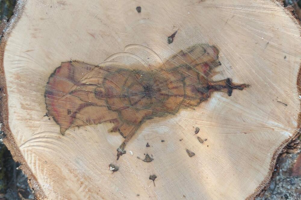 DRAGOLJUB PRESEKAO DRVO KLENA I UKAZALO MU SE OVO: Ni najstariji meštani Goričana ne pamte ovakvo BOŽIJE ČUDO! FOTO