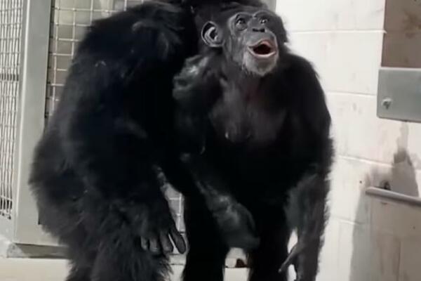 REAKCIJA ŠIMPANZE KOJA PRVI PUT VIDI NEBO TOPI SRCA: Bila je ZATOČENA i MUČENA, podvrgnuta TORTURI, a onda... VIDEO