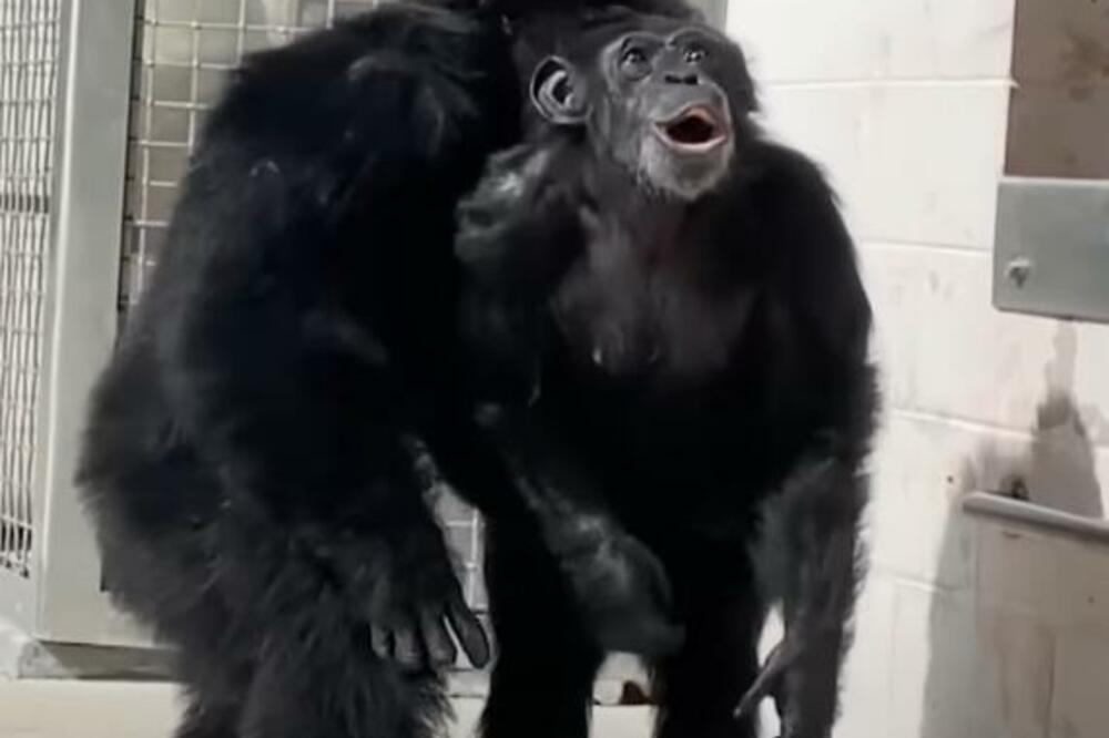 REAKCIJA ŠIMPANZE KOJA PRVI PUT VIDI NEBO TOPI SRCA: Bila je ZATOČENA i MUČENA, podvrgnuta TORTURI, a onda... VIDEO