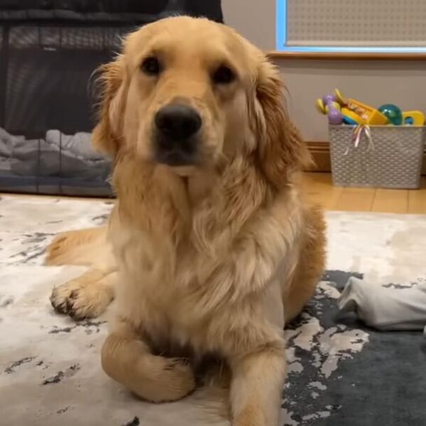 DRESER KAŽE DA AKO PAS RADI OVE STVARI UOPŠTE VAS NE POŠTUJE: Dobro obratite pažnju i ispravite dok ne bude KANSNO