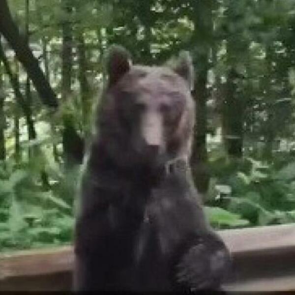 VOZILI SU SE KROZ ŠUMU KAD SE ISPRED NJIH POJAVIO MEDVED: Ono što je uradio ŠOKIRALO IH JE (VIDEO)