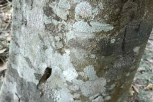 OVO DRVO IZGLEDA OBIČNO, ALI ZA GRAM MOŽETE DOBITI ČITAVO BOGATSTVO: Vredi više od BILO KOJE NOVČANICE (FOTO)