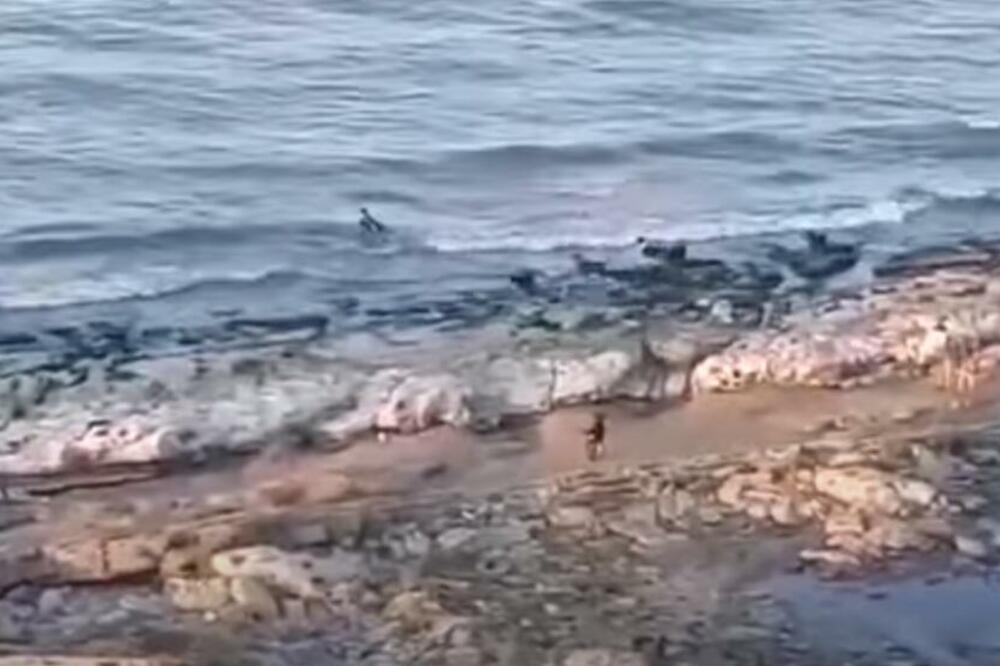 ČOPOR PASA NAPAO DEČAKA: Mališan BESPOMOĆAN, mogao je samo JEDNO! Snimljen trenutak koji LEDI KRV U ŽILAMA (VIDEO)