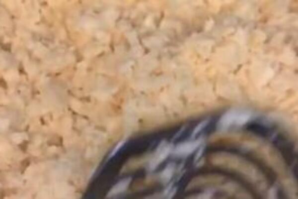 OTKRIVENE SVE GADOSTI HOTELSKIH KUVAR: Kada vidite OVO neće vam pasti na pamet da jedete KAJGANU (VIDEO)