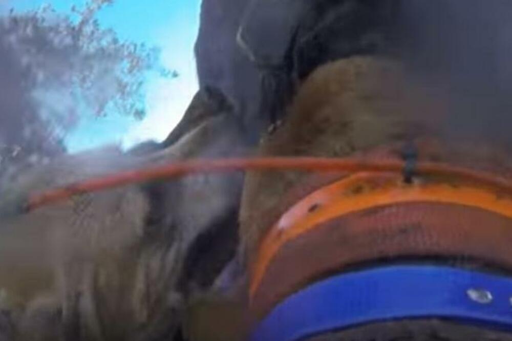 DIVLJA SVINJA NAPALA JE PSA, A ONDA JE USLEDILA BORBA DO SMRTI: Snimak gledajte na svoju odgovornost (VIDEO)