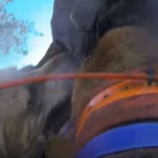 DIVLJA SVINJA NAPALA JE PSA, A ONDA JE USLEDILA BORBA DO SMRTI: Snimak gledajte na svoju odgovornost (VIDEO)