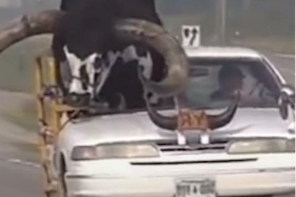 PRIZOR ZBOG KOG ĆETE PASTI SA STOLICE: Grdosija od 600 KILOGRAMA na suvozačevom mestu, ovo još NISTE VIDELI (VIDEO)