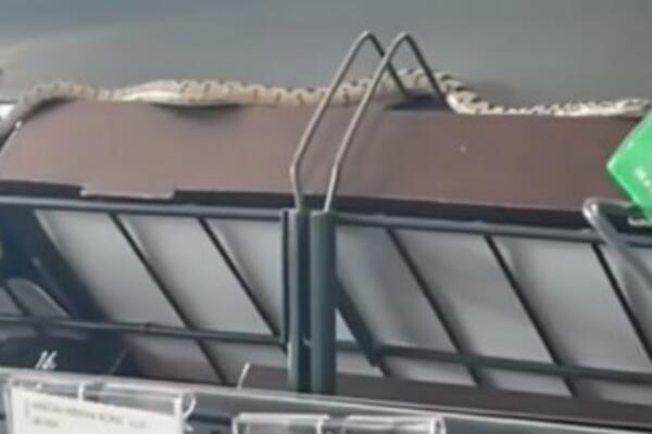 OVO SE RETKO VIĐA! Zmija "PROŠETALA" tržnim centrom u Šibeniku! Mnogima sigurno NIJE BILO SVEJEDNO (VIDEO)