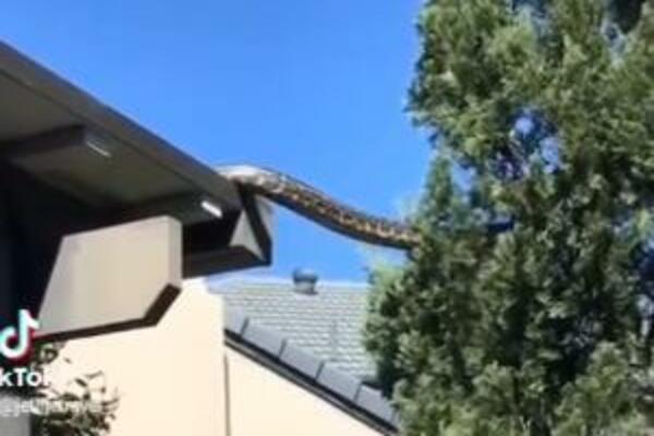 SNIMLJENA DŽINOVSKA ZMIJA, LJUDI SU SE IZBEZUMILI KAD SU VIDELI ŠTA RADI NA DRVETU: Od ovog se PREVRĆE ŽELUDAC