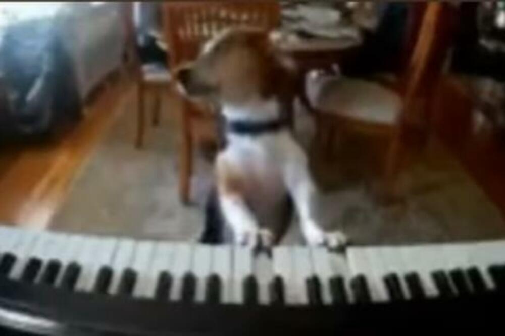 PAS SEO ZA KLAVIR I KRENUO DA PEVA KAO SELIN DION: Ostaćete u POTPUNOM ŠOKU nakon snimka KAKO JE MOGUĆE OVO (VIDEO)