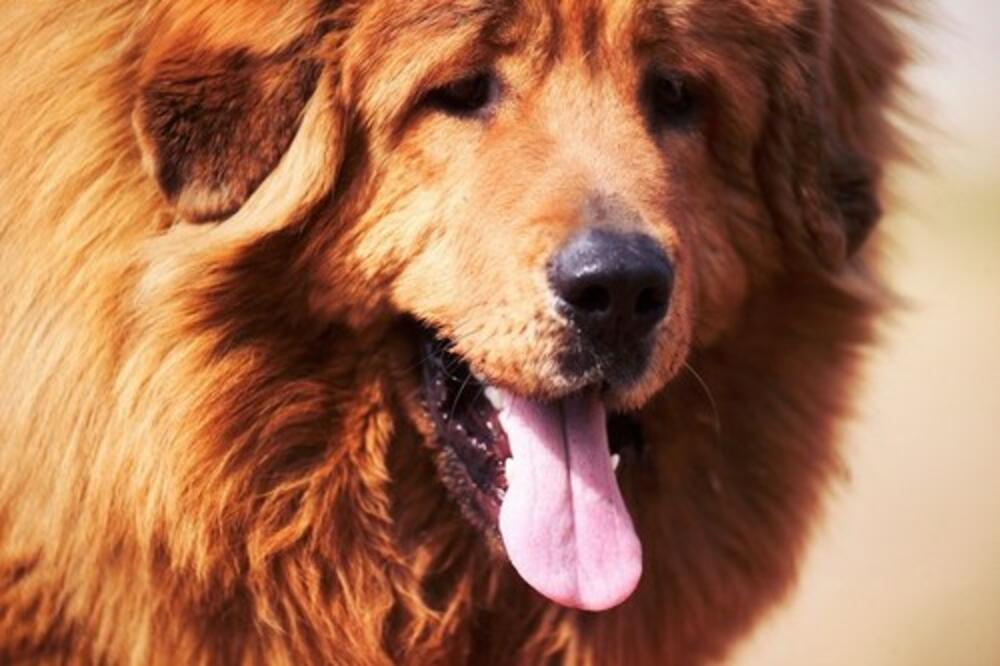 OVO VOĆE PSI NIKAKO NE SMEJU DA POJEDU, A OBOŽAVAJU IH: Od toga se mogu OTROVATI i BRZO NASTRADATI