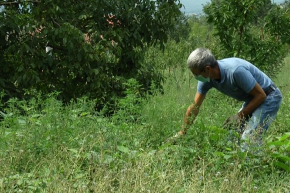 OVA SRPSKA PLANINA JE RAJ ZA ALERGIČNE OSOBE! Ima manju koncentraciju polena AMBROZIJE, u gradovima ovu biljku kose