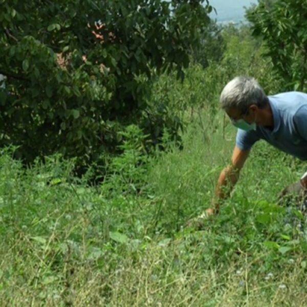 Opasna biljka koju treba izbegavati se proširila po Srbiji! Lepa je, ali može da uništi kožu i nešto MNOGO GORE
